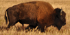 VIDEO: Why (Not) to Visit Yellowstone