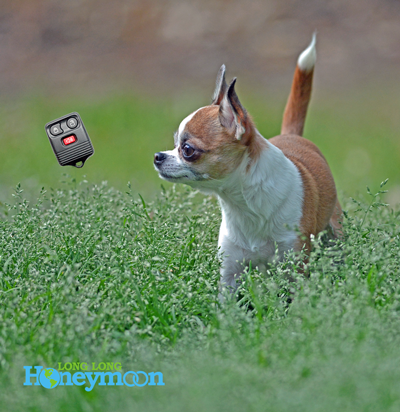 Our favorite chihuahua gazes upon a floating keyless remote. Because all photos are better with dogs. (Click the pic for more info.)
